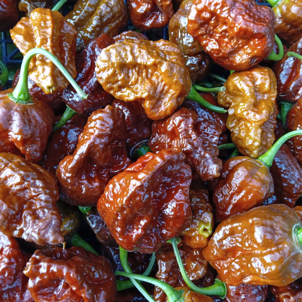 Răsad Ardei - Apocalypse Scorpion Chocolate