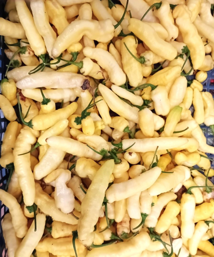 Răsad Ardei - Banestrain Yellow