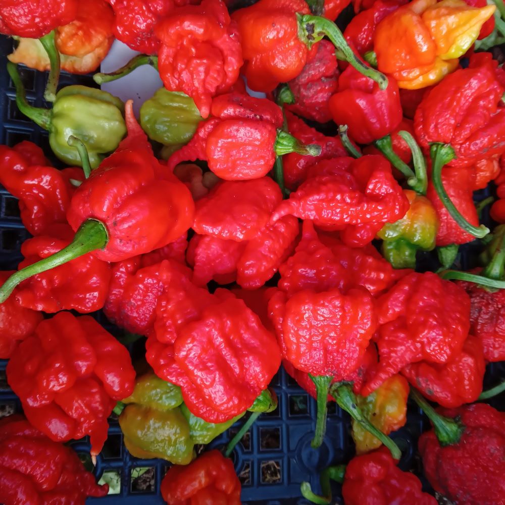 Răsad Ardei - Beast