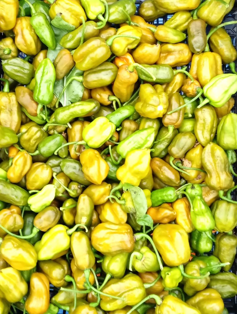 Răsad Ardei - Bhut Jolokia Mustard