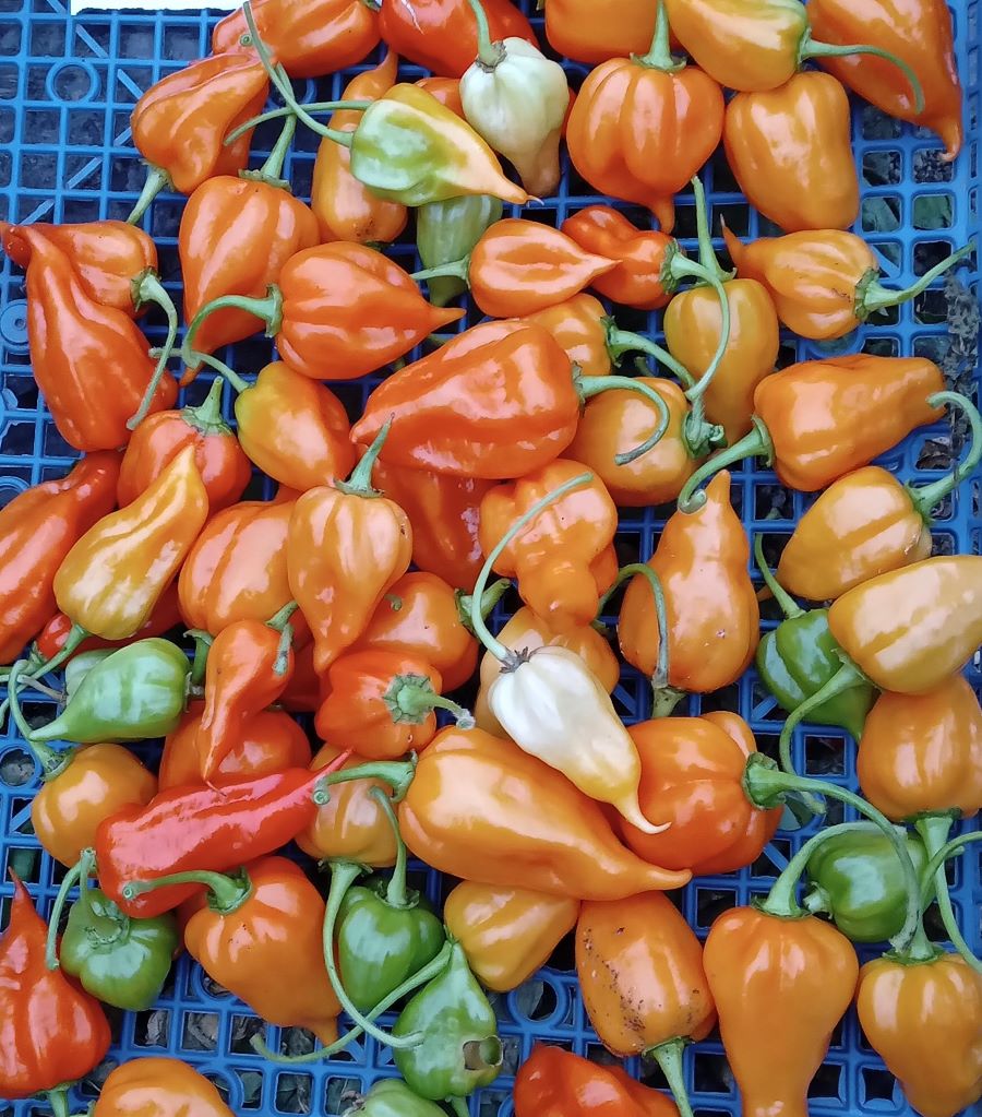 Răsad Ardei - Bhut Jolokia Orange
