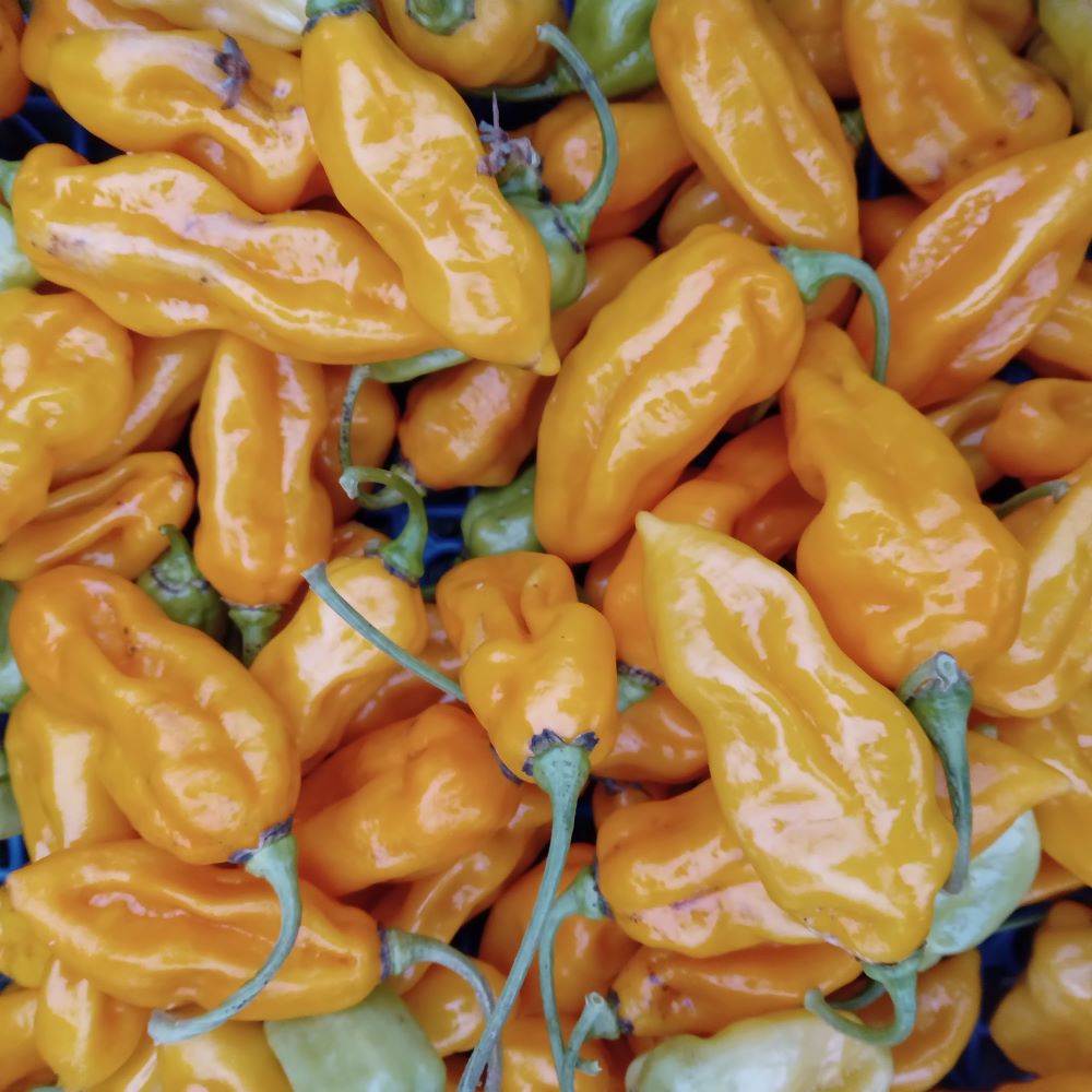 Răsad Ardei - Bhut Jolokia Peach