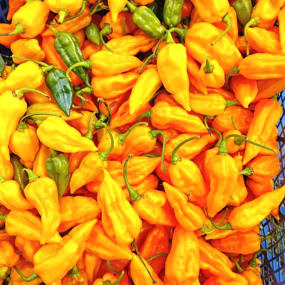 Răsad Ardei - Bhut Jolokia Yellow