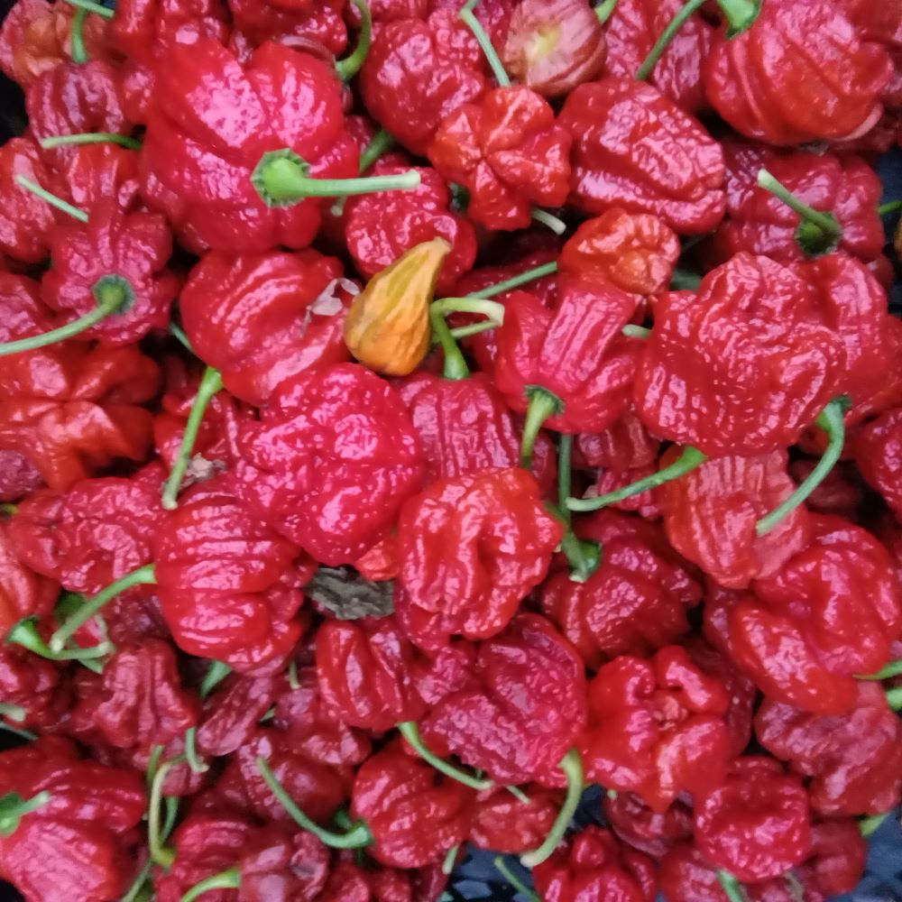 Răsad Ardei - Bhutlah Black