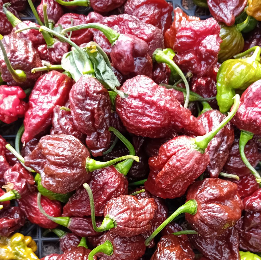 Răsad Ardei - Bhutlah Chocolate