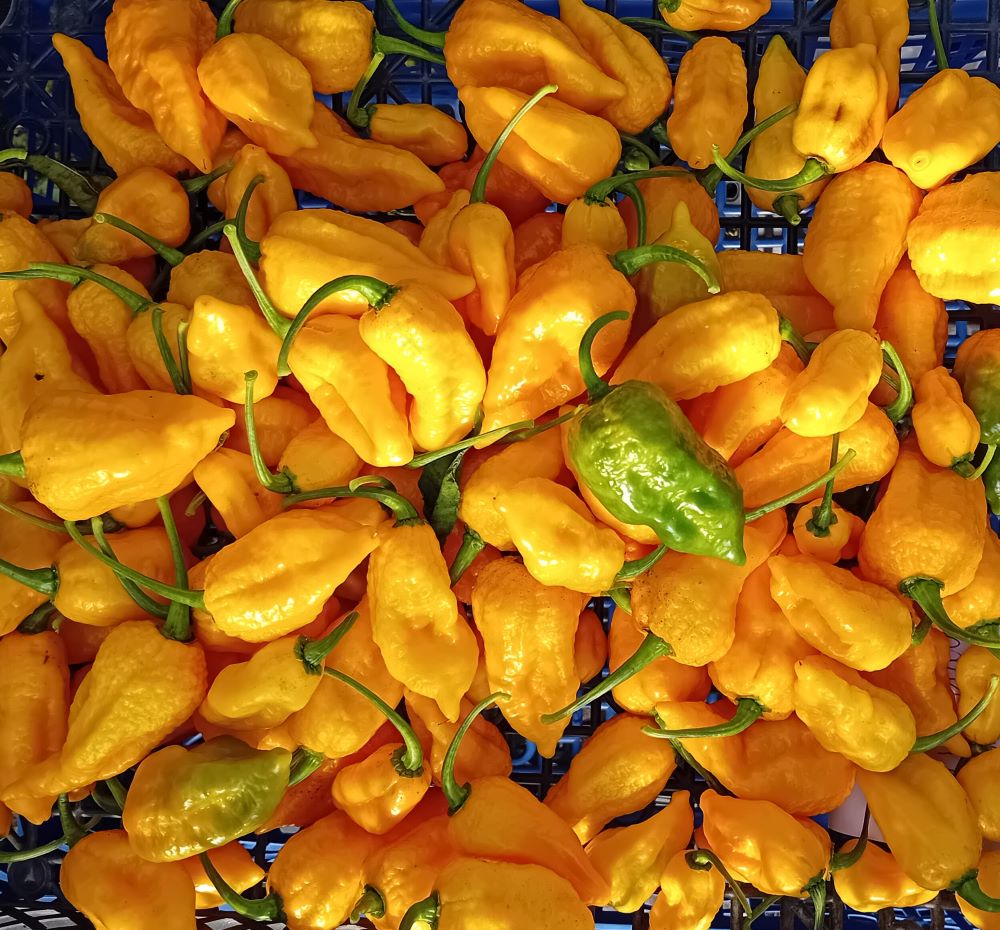 Răsad Ardei - Bhutlah Gold