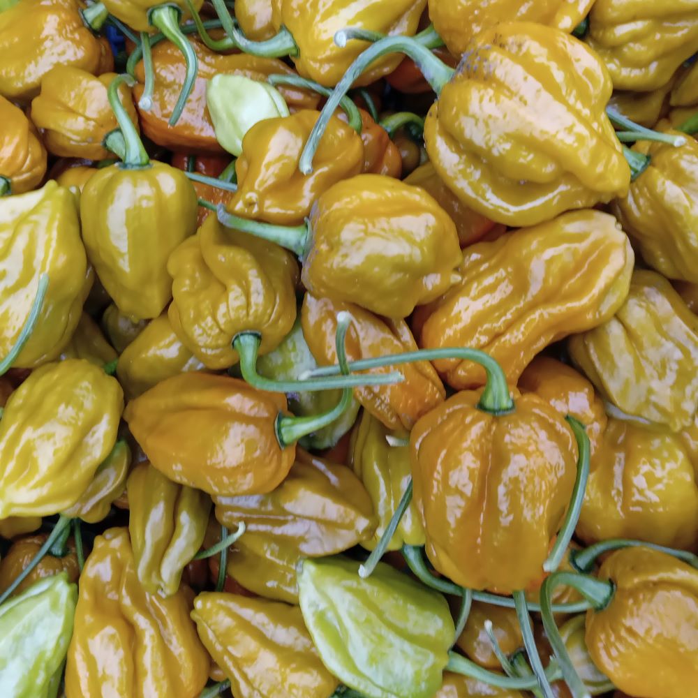 Răsad Ardei - Bhutlah Mustard