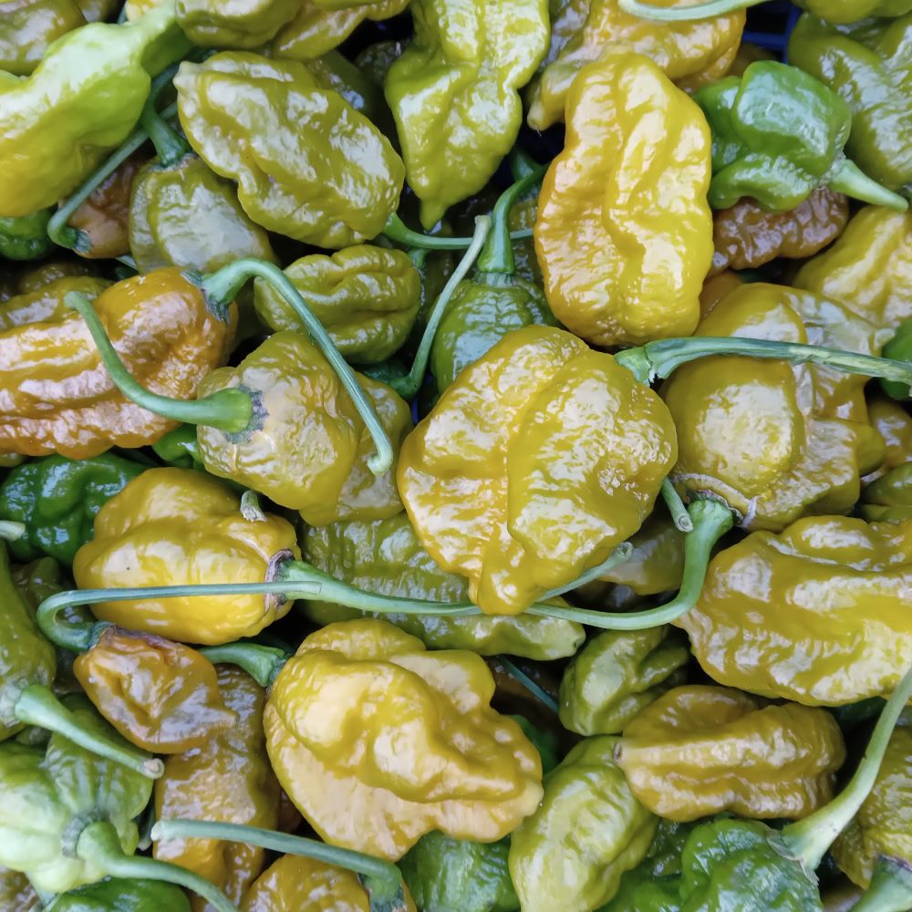 Răsad Ardei - Big Mama Mustard