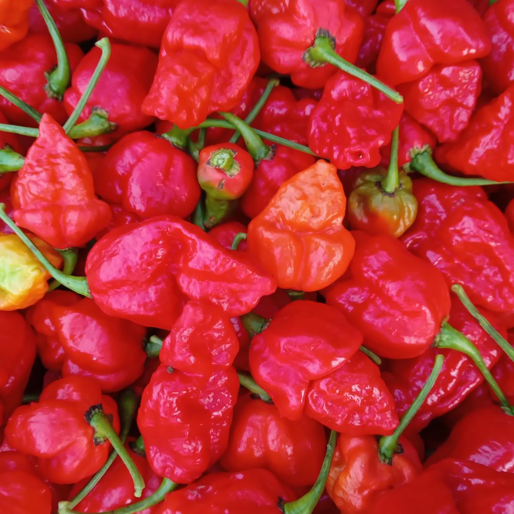 Răsad Ardei - Big Mama Red