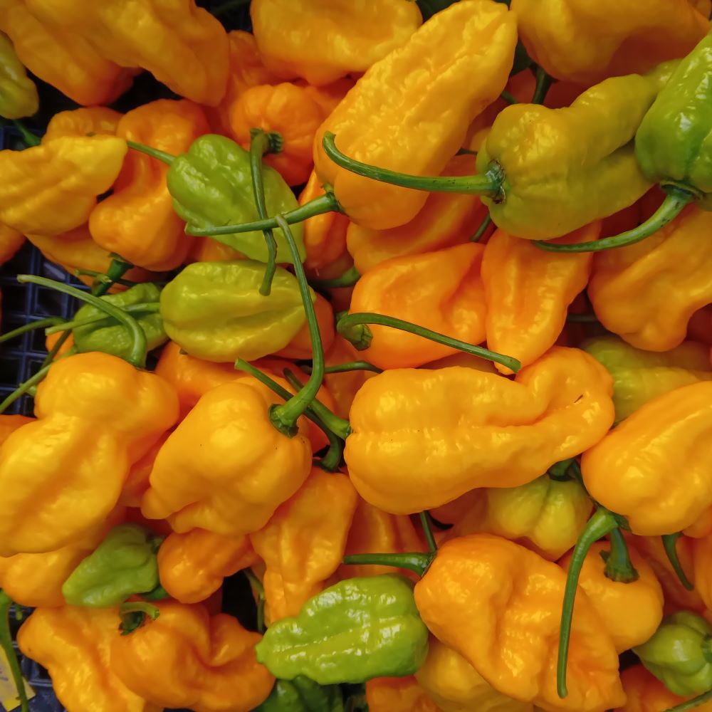 Răsad Ardei - Big Mama Gold