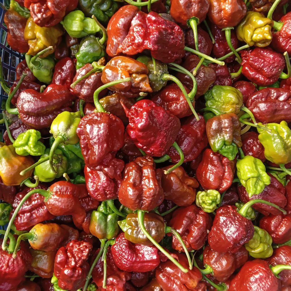 Răsad Ardei - Bismark Chocolate