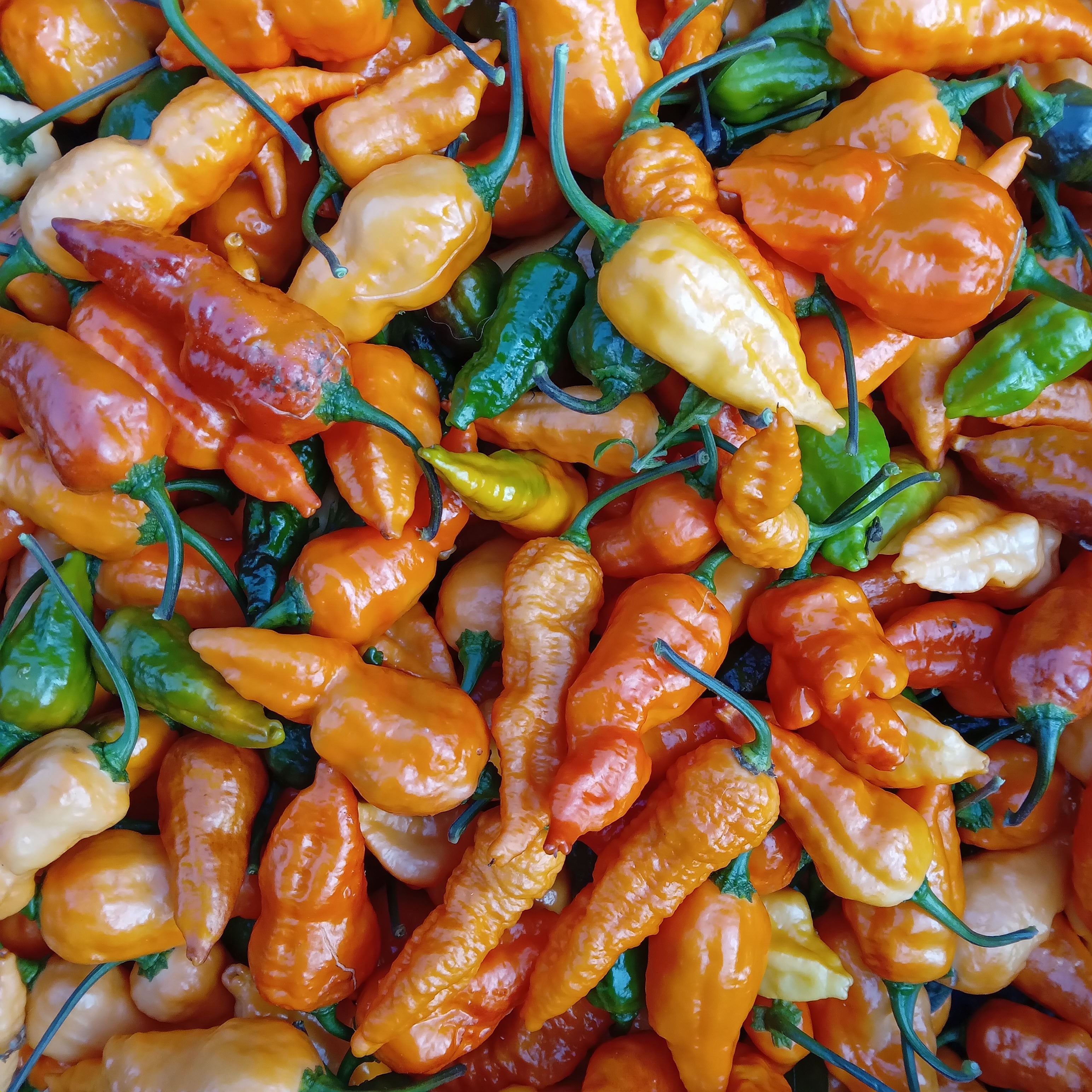 Răsad Ardei - Black Panter Orange