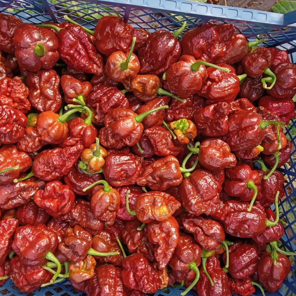 Răsad Ardei - Borg 9 Chocolate