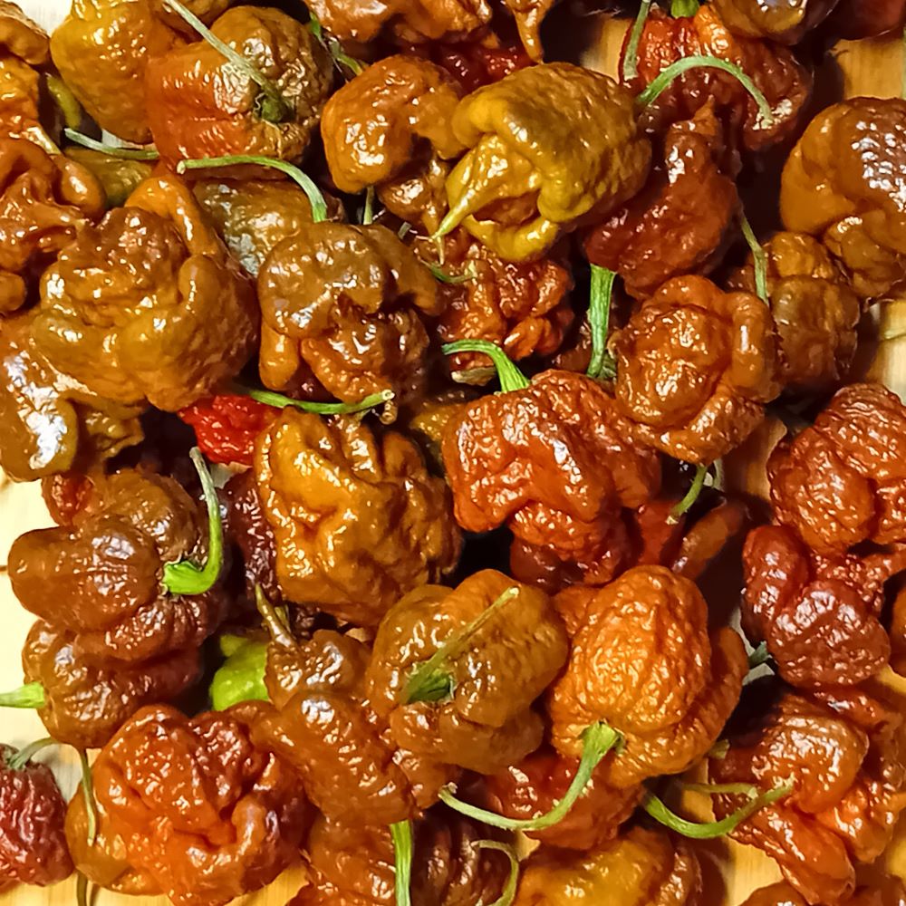 Seminţe Ardei - Carolina Reaper Chocolate