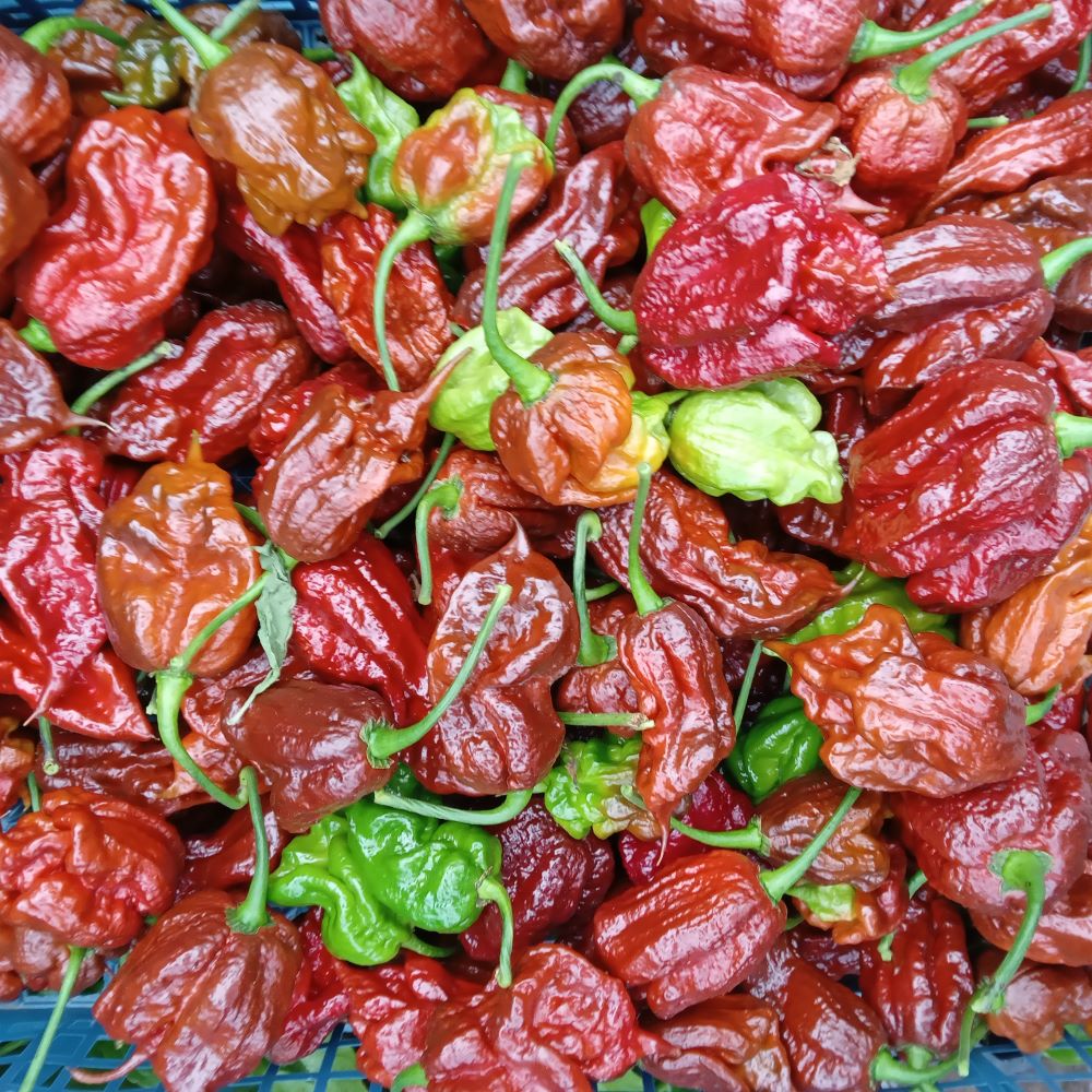 Pepper Seedling - Defko