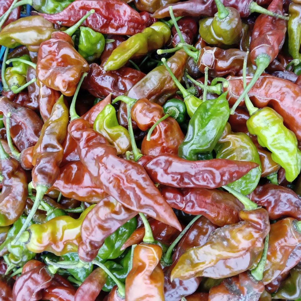 Pepper Seedling - Devil's Tongue Chocolate