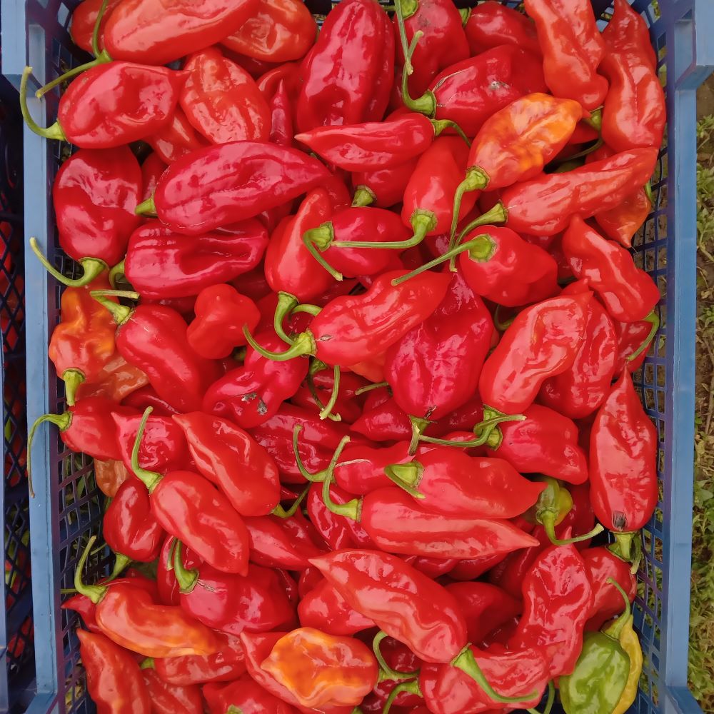 Pepper Seedling - Devil's Tongue Red