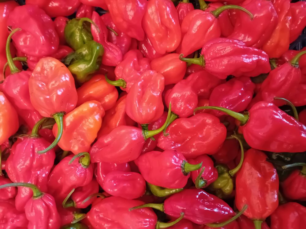 Pepper Seedling - Dorset Naga Red