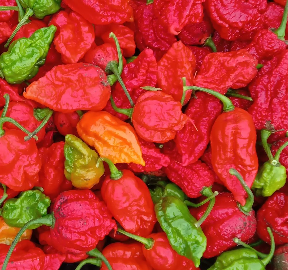 Pepper Seedling - Fatalii Gourmet Jigsaw Red