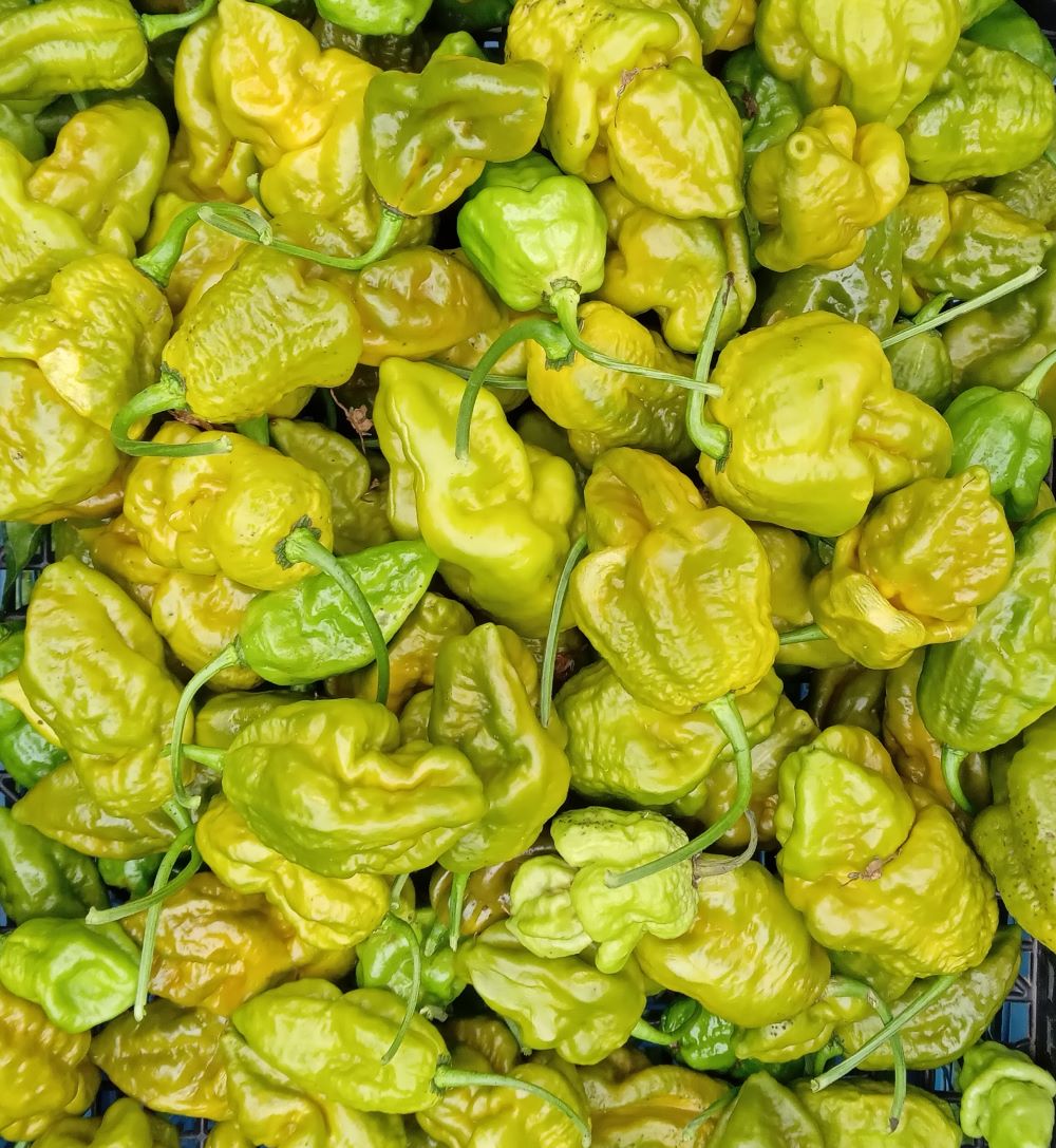 Pepper Seedling - Gator Jigsaw