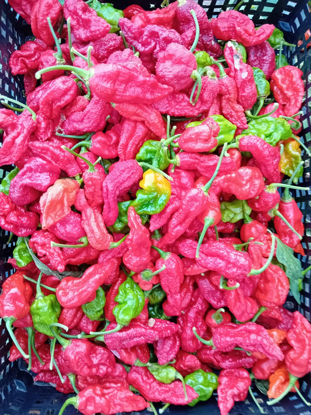 Pepper Seedling - Genghis Khan Brain