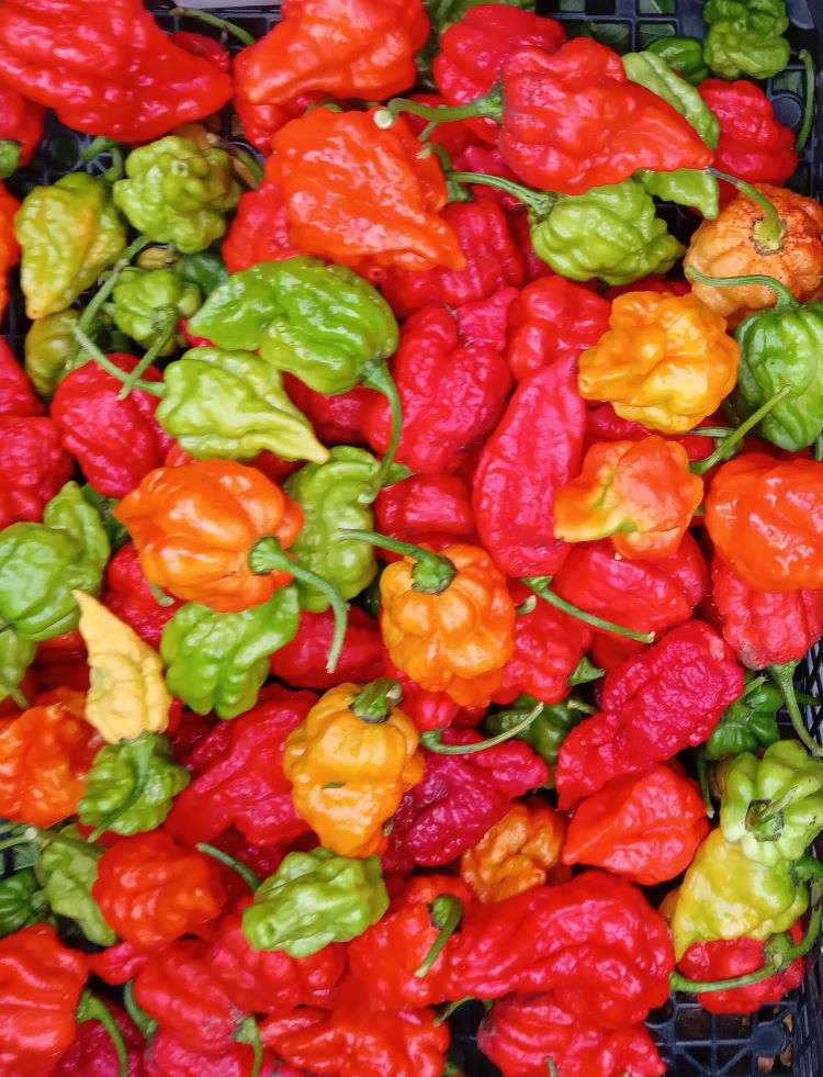 Pepper Seedling - Griefer