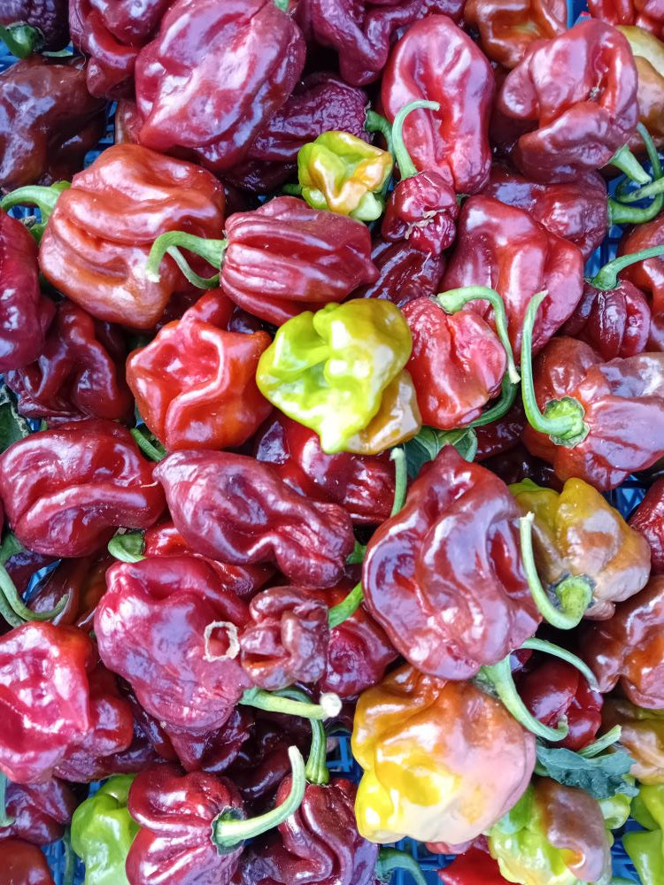 Seminţe Ardei - Hydra Chocolate