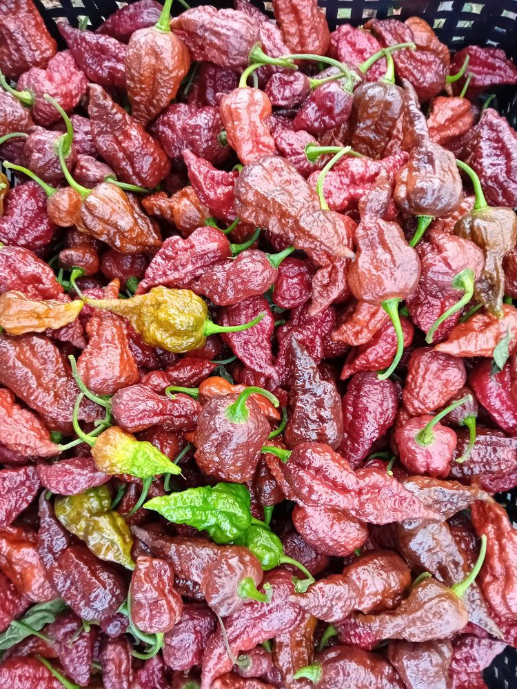 Seminţe Ardei - Jigsaw Chocolate