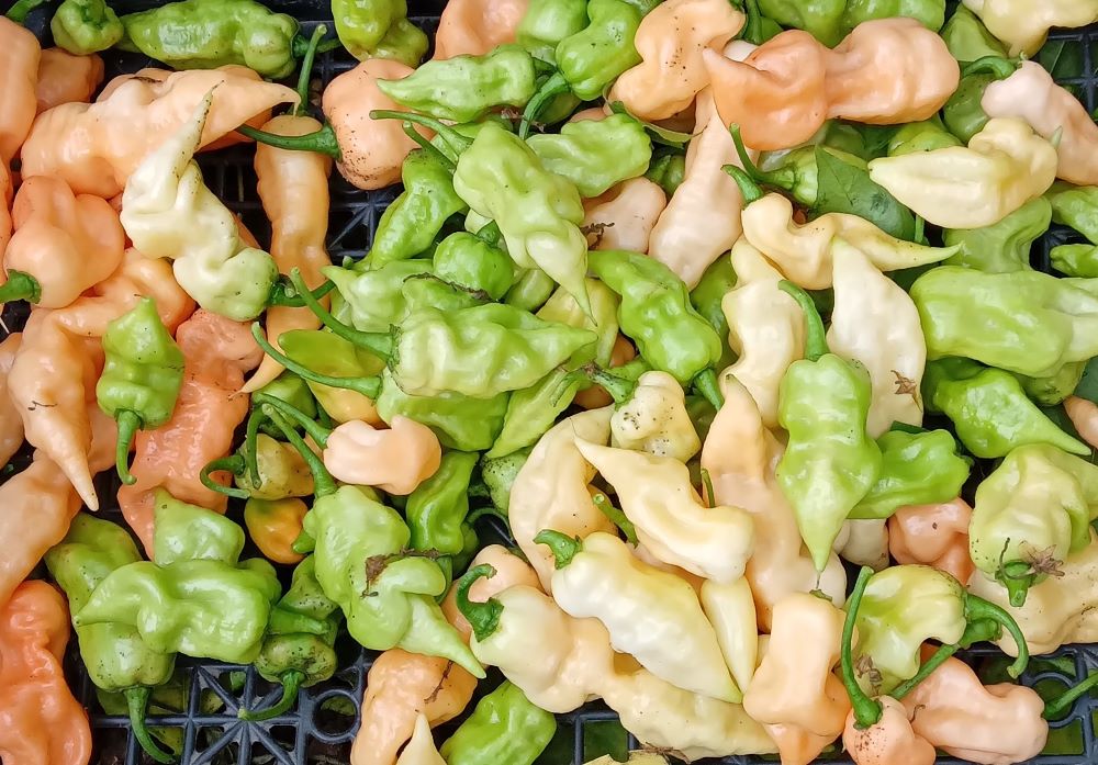 Seminţe Ardei - Jigsaw Peach SLP