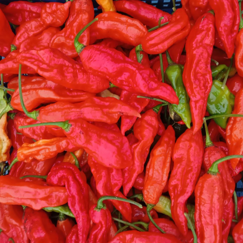 Seminţe Ardei - Kraken Scorpion Red