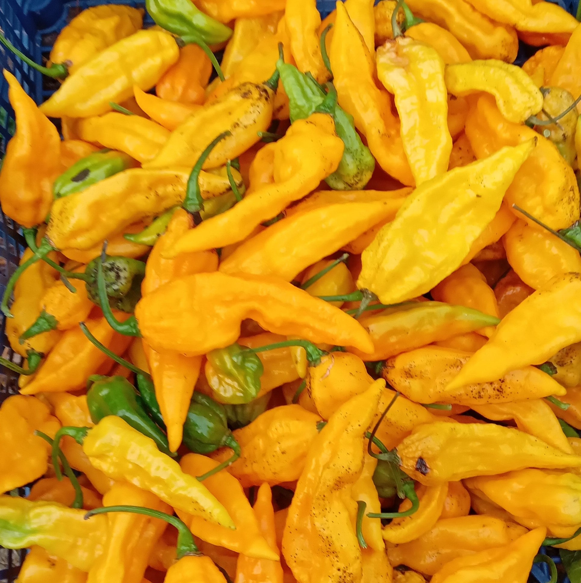 Seminţe Ardei - Kraken Scorpion Yellow