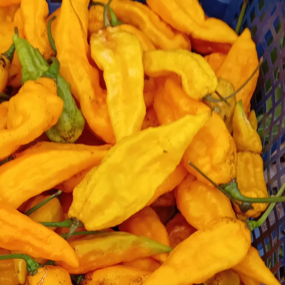 Seminţe Ardei - Kraken Scorpion Yellow