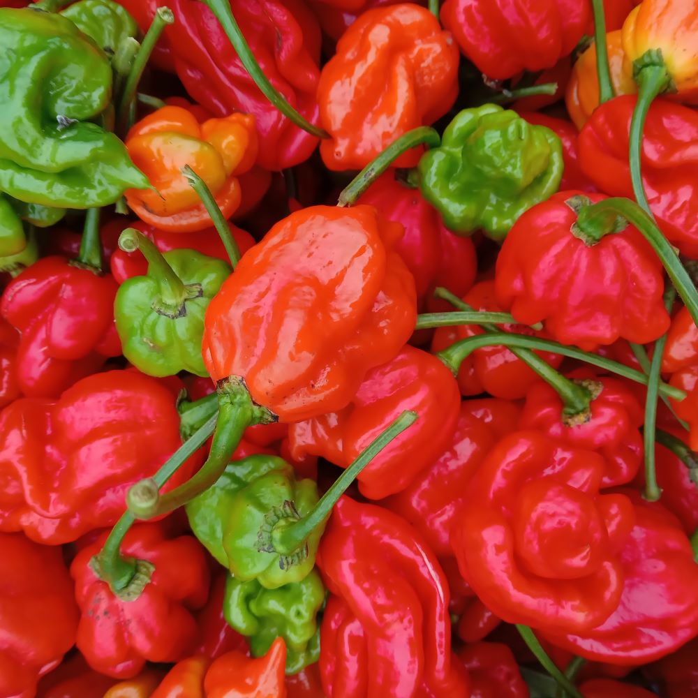 Seminţe Ardei - Naga Viper