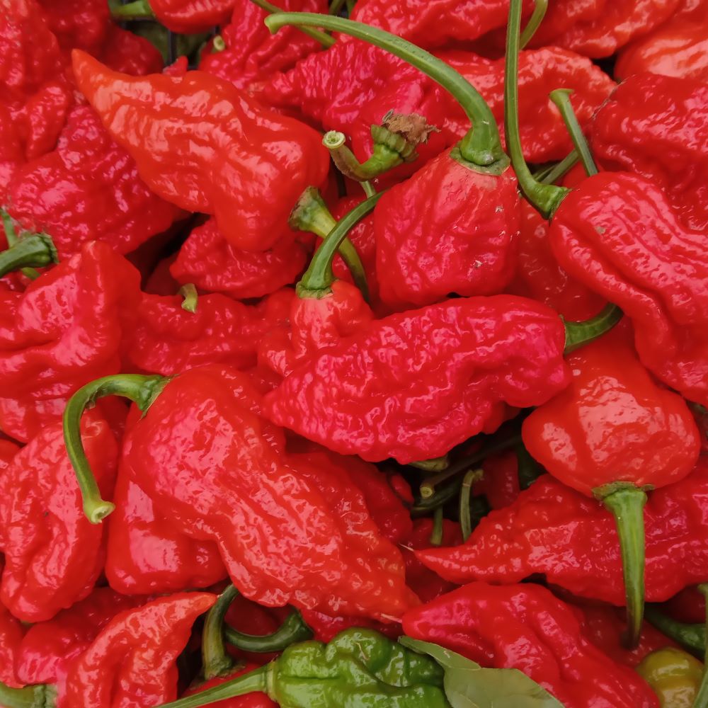 Seminţe Ardei - Podzilla Red