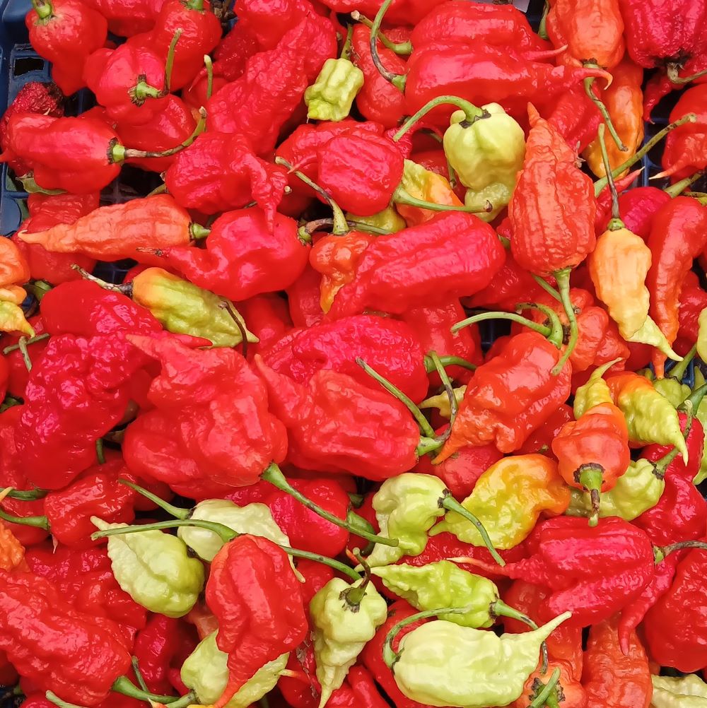 Seminţe Ardei - Primortalii Red