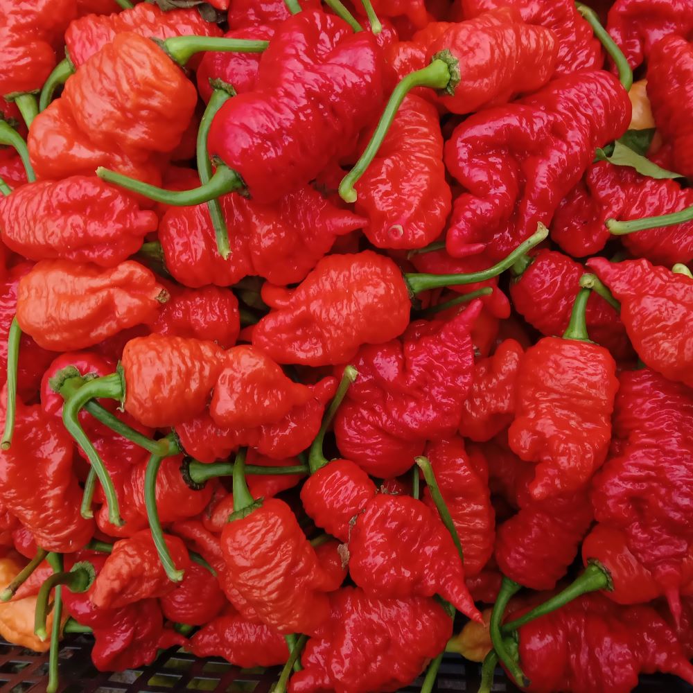 Seminţe Ardei - Primortalii Select