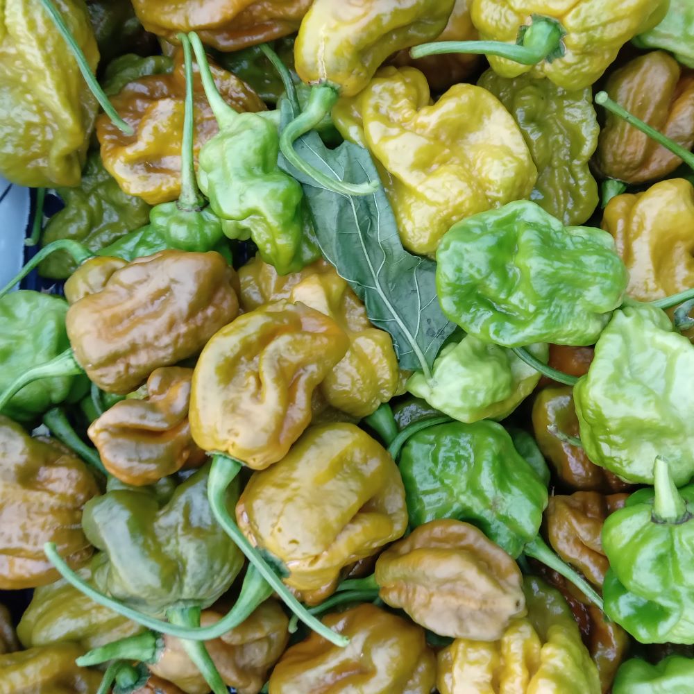 Seminţe Ardei - Scorpion Hulk