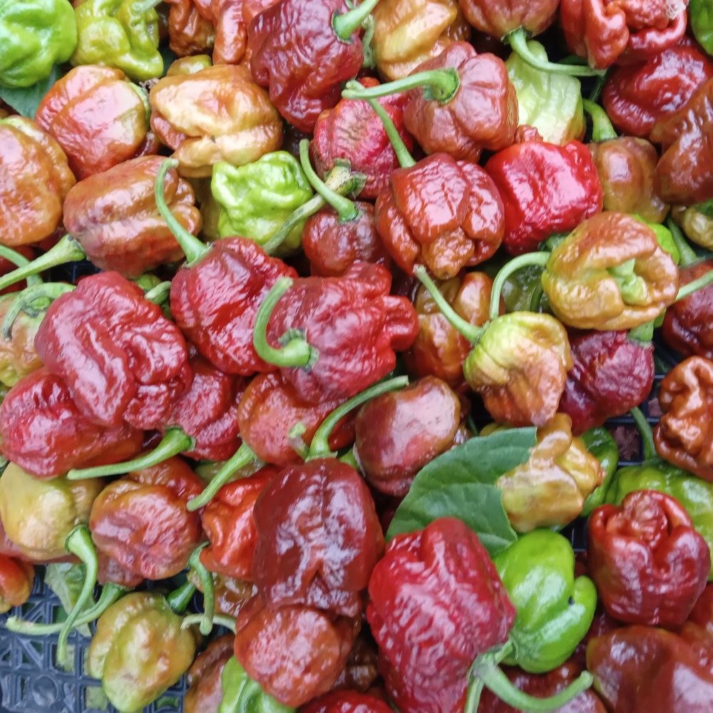 Seminţe Ardei - Sepia Serpent