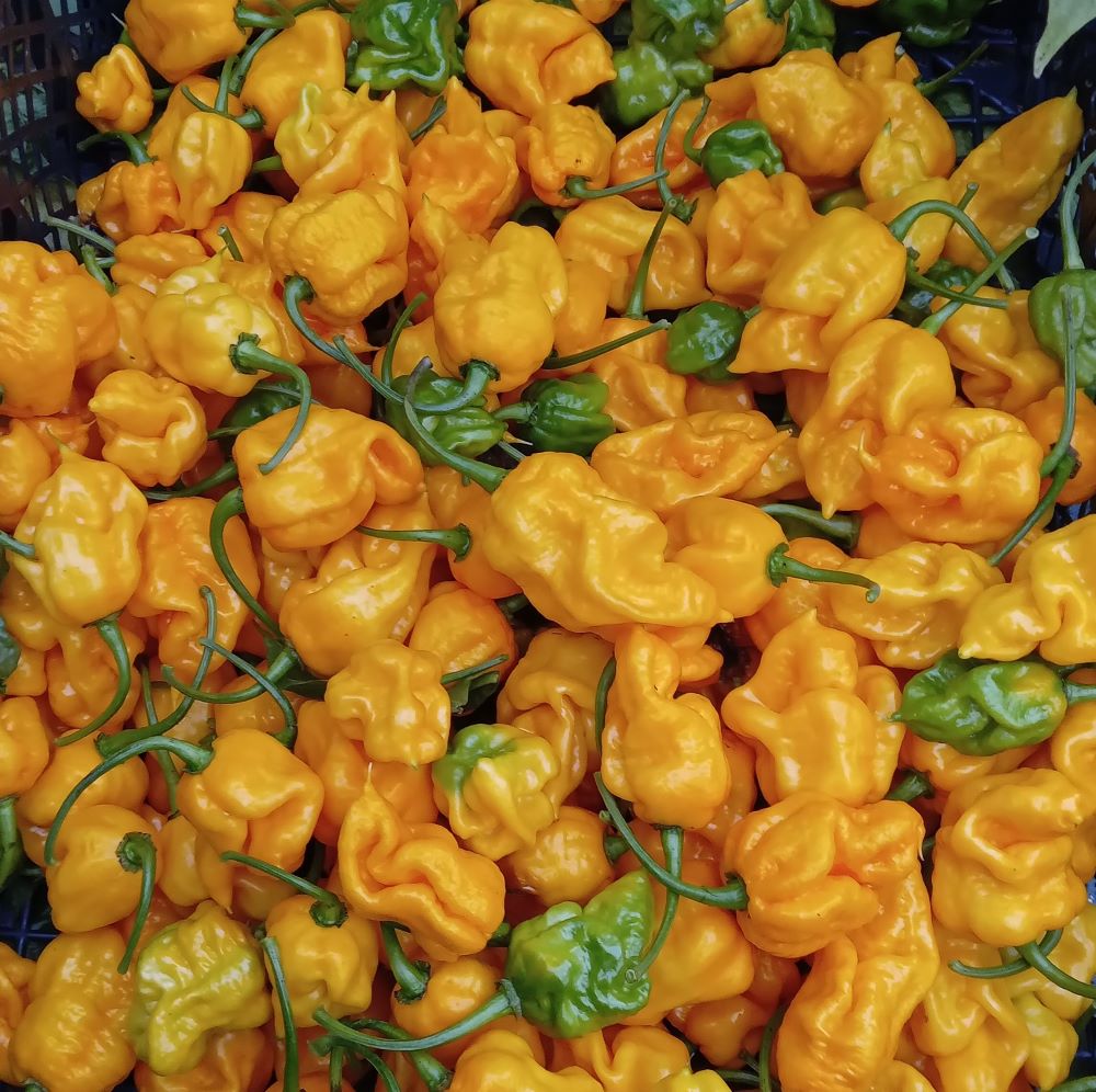 Seminţe Ardei - Stinger Yellow