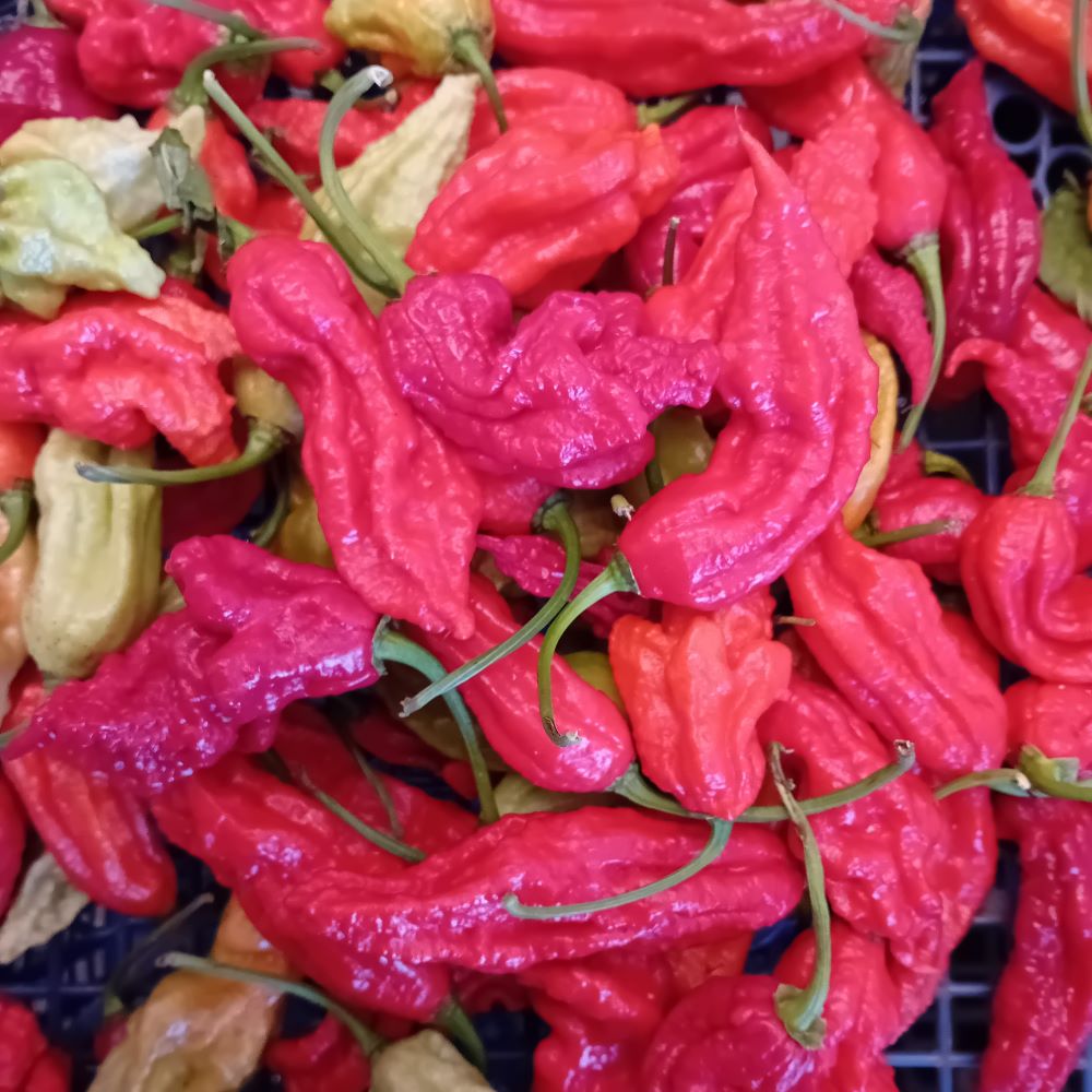 Seminţe Ardei - Super Bhut Jolokia Red