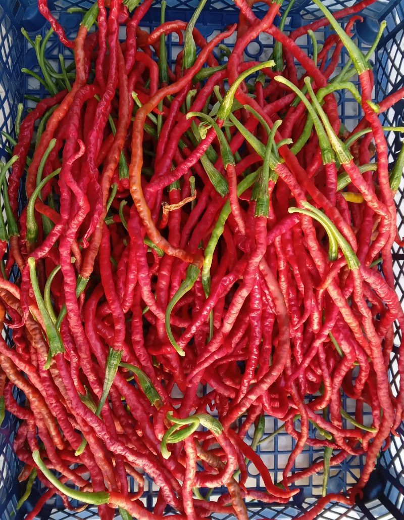 Seminţe Ardei - Thunder Mountain Long Red