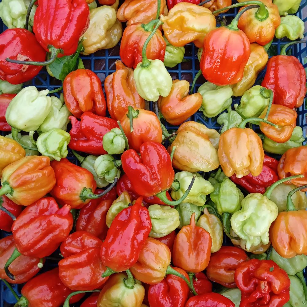 Seminţe Ardei - Trinidad Moruga Scorpion Caramel