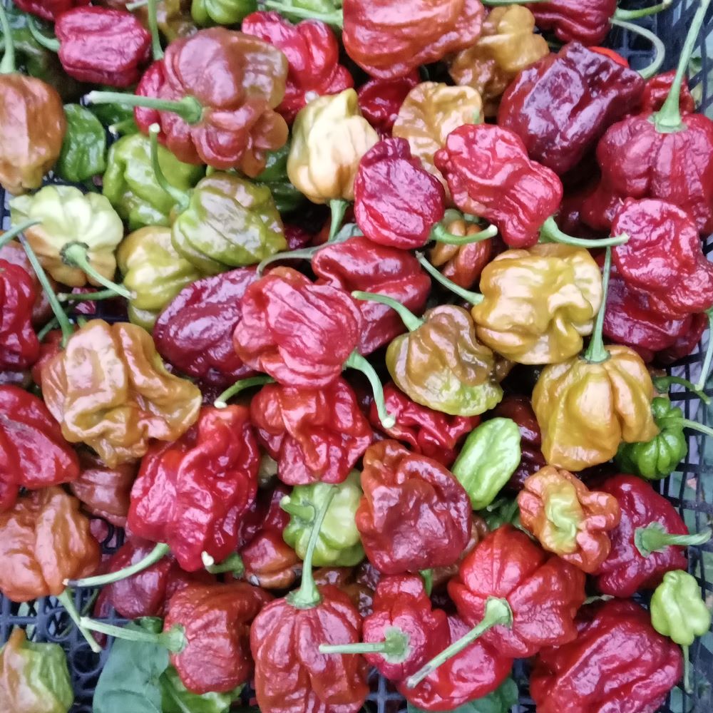 Seminţe Ardei - Trinidad Moruga Scorpion Chocolate