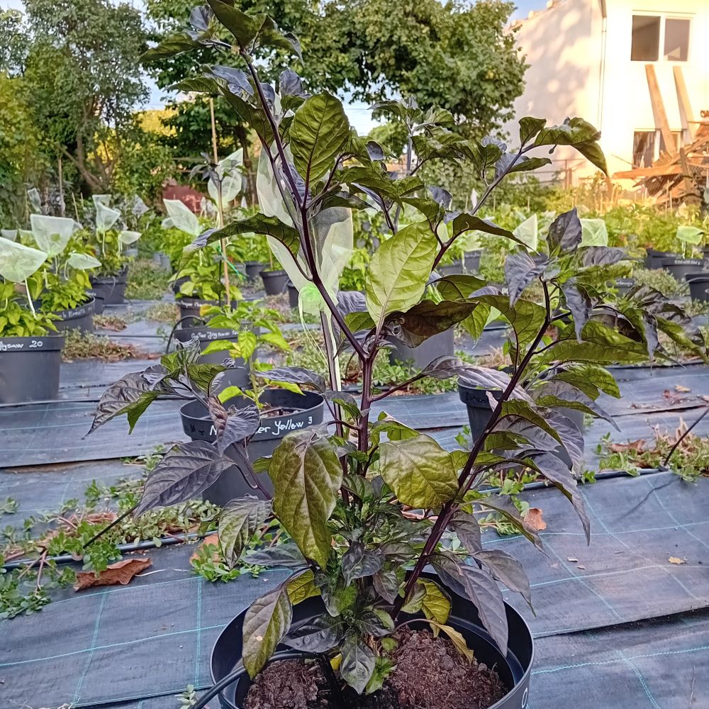 Seminţe Ardei - Trinidad Scorpion Butch T Yellow