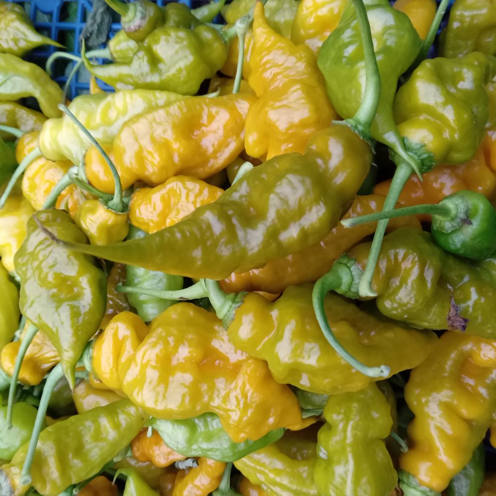 Seminţe Ardei - Trinidad Scorpion Green