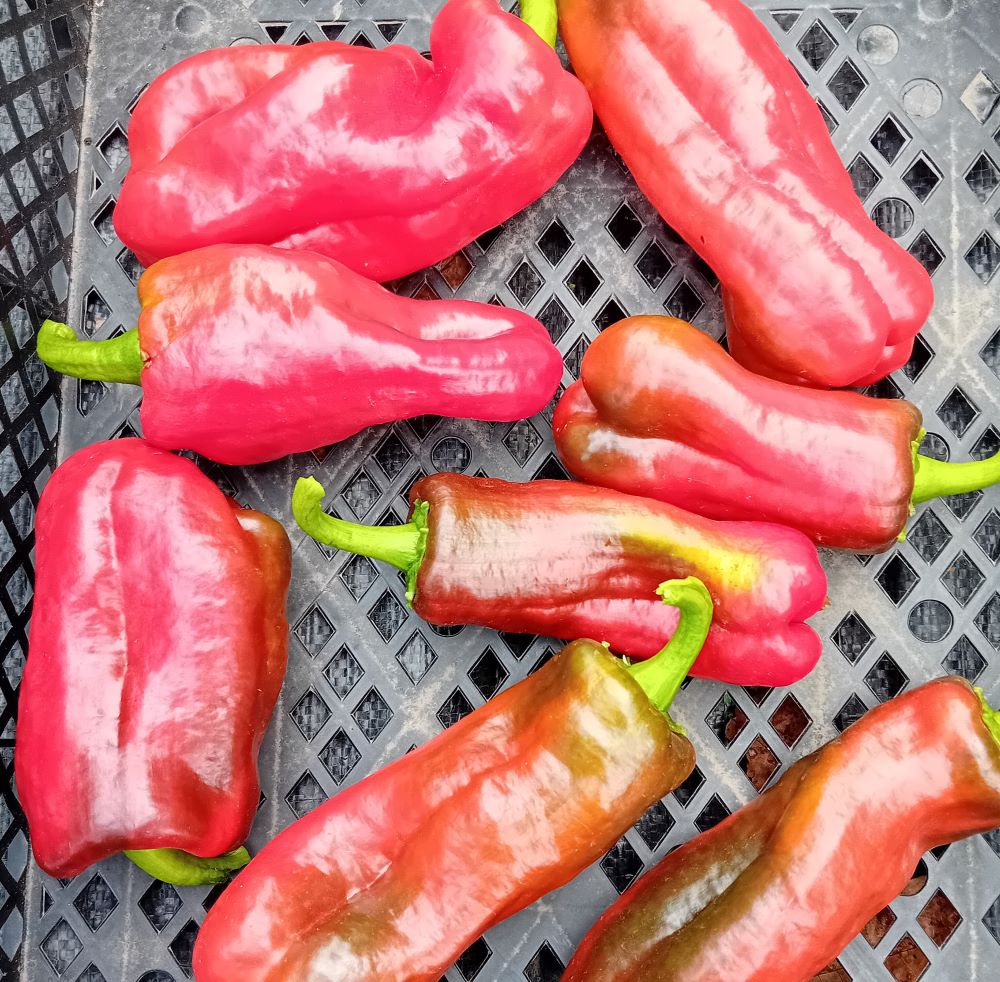 Seminţe Ardei - Urfa Biber