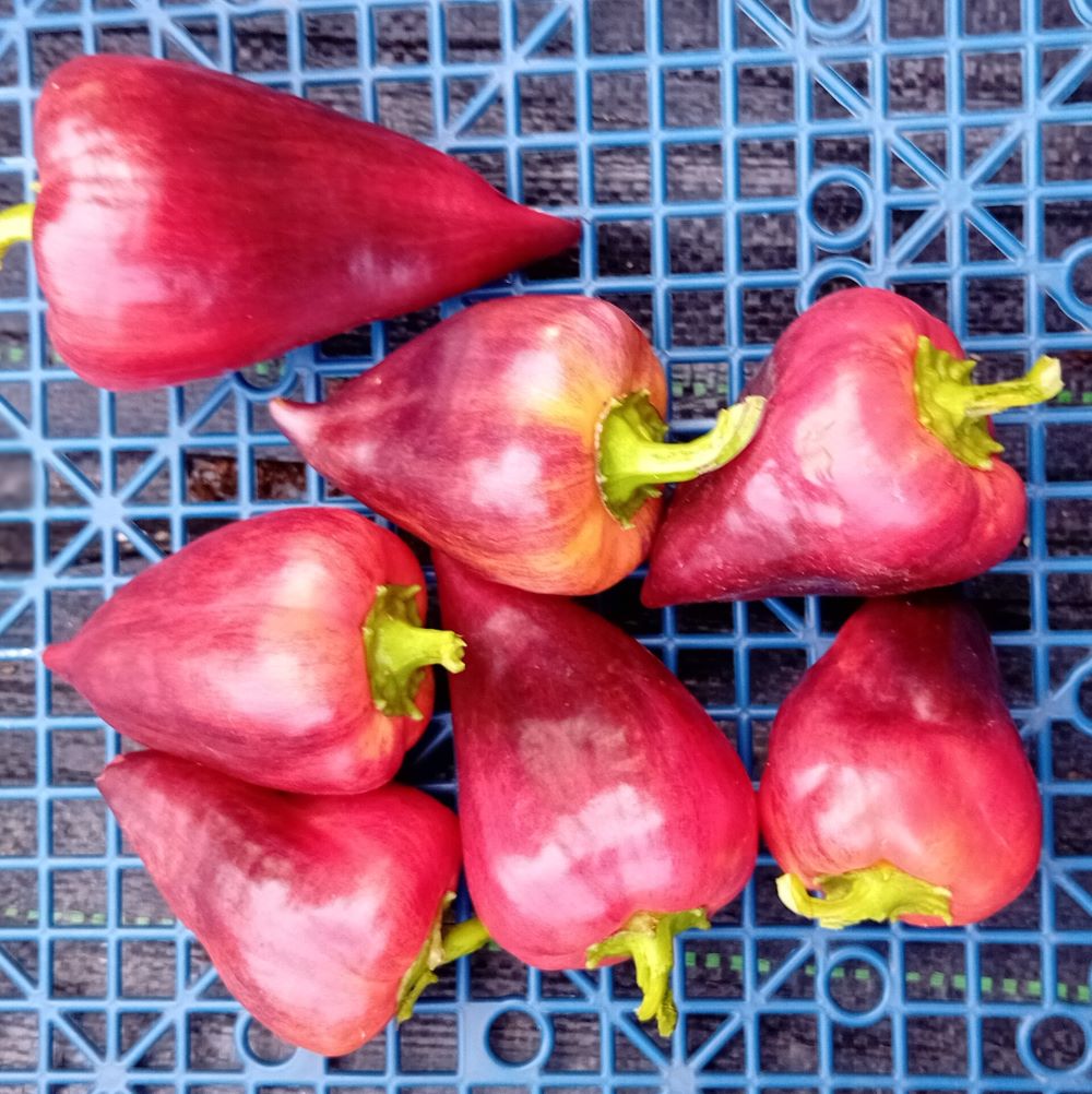 Seminţe Ardei - Violet Sparkle