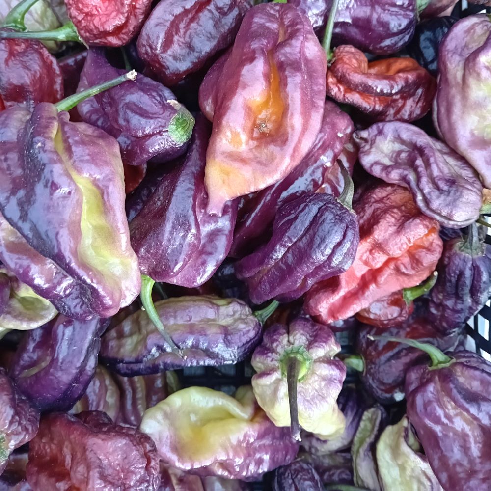 Seminţe Ardei - Yaki Blue