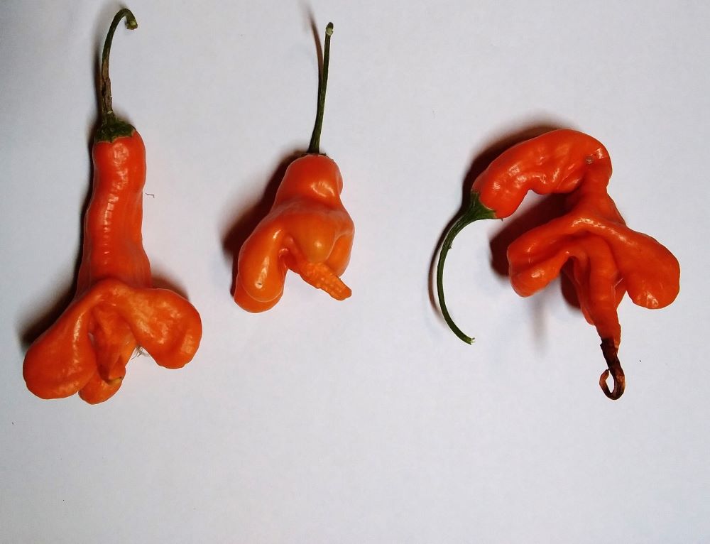 Seminţe Ardei - Aji Erotica Orange