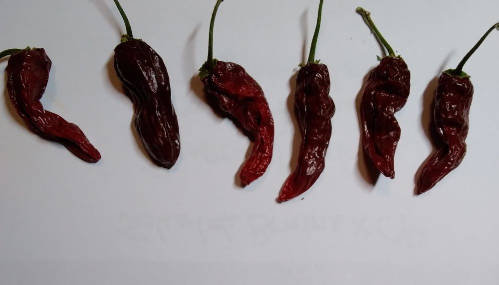 Răsad Ardei - Carbonero Brown